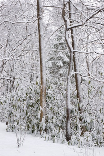 Reeves-Reed Arboretum, Union County, NJ 03 11 (6275SA).jpg